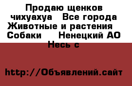 Продаю щенков чихуахуа - Все города Животные и растения » Собаки   . Ненецкий АО,Несь с.